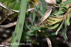 Wilde Sichelwanze (Nabis ferus) auf Zypressen-Wolfsmilch (Euphorbia cyparissias)