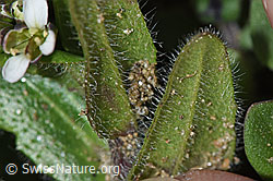 Arabis ciliata (F242080)