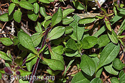 Rotes Seifenkraut (Saponaria ocymoides) (F242094) Rotes Seifenkraut (Saponaria ocymoides) (F242094)