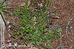 Rotes Seifenkraut (Saponaria ocymoides) (F242097) Rotes Seifenkraut (Saponaria ocymoides) (F242097)