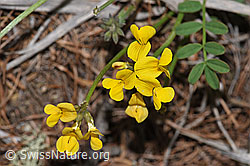 Hippocrepis comosa (F242099)