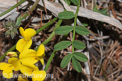 Hippocrepis comosa (F242101)