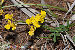 Hippocrepis comosa (F242103)