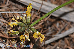Hippocrepis comosa (F242104)