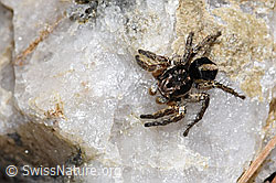 V-Fleck-Springspinne (Aelurillus v-insignitus) (F242107)