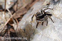 V-Fleck-Springspinne (Aelurillus v-insignitus) (F242110)