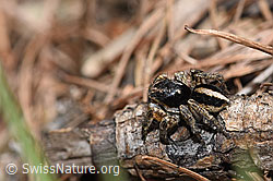 V-Fleck-Springspinne (Aelurillus v-insignitus) (F242113)