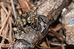 V-Fleck-Springspinne (Aelurillus v-insignitus) (F242114)