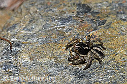 V-Fleck-Springspinne (Aelurillus v-insignitus) (F242118)