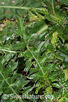 Foto: Rätische Berg-Distel (Carduus defloratus ssp. tridentinus)