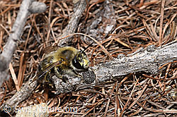 Gebänderte Pelzbiene (Anthophora aestivalis) (26.05.2023, F242126)