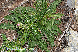 Foto: Rätische Berg-Distel (Carduus defloratus ssp. tridentinus)