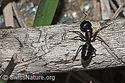 Camponotus ligniperda (F242140)