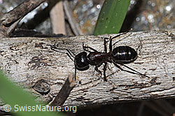 Camponotus ligniperda (F242141)