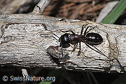 Braunschwarze Rossameise (Camponotus ligniperda) (F242142)