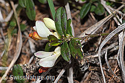 Polygala Chamaebuxus (F242147)