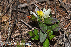 Polygala Chamaebuxus (F242149)