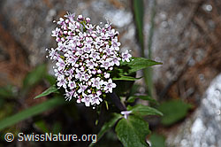Dreiblatt-Baldrian (Valerina tripteris) (F242162) Dreiblatt-Baldrian (Valerina tripteris) (F242162)