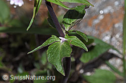 Dreiblatt-Baldrian (Valerina tripteris) (F242163) Dreiblatt-Baldrian (Valerina tripteris) (F242163)