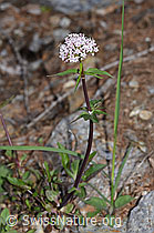 Dreiblatt-Baldrian (Valerina tripteris) (F242164) Dreiblatt-Baldrian (Valerina tripteris) (F242164)