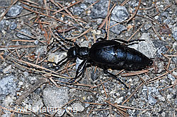 Violetter Ölkäfer (Meloe violaceus) (F242166) Violetter Ölkäfer (Meloe violaceus) (F242166)