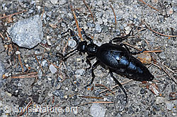 Violetter Ölkäfer (Meloe violaceus) (F242169) Violetter Ölkäfer (Meloe violaceus) (F242169)