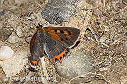 Lycaena phlaeas (F253143)