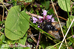 Nowickia ferox (Raupenfliege) auf Blume (F253145) Nowickia ferox (Raupenfliege) auf Blume (F253145)