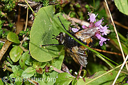 Nowickia ferox (Raupenfliege) (F253146) Nowickia ferox (Raupenfliege) (F253146)