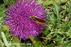 Thymelicus sylvestris on Cirsium acaule (F253158)