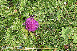 Cirsium acaule (F253159)