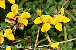 Lotus corniculatus (F253162)