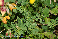 Lotus corniculatus (F253163)