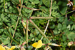 Lotus corniculatus (F253164)