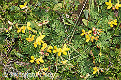 Lotus corniculatus (F253165)