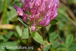 Rot-Klee (Trifolium pratense) (F253169)