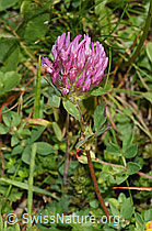 Rot-Klee (Trifolium pratense) (F253171)