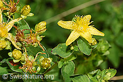 Geflecktes Johanniskraut (Hypericum maculatum) (F253175)