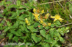 Geflecktes Johanniskraut (Hypericum maculatum) (F253176)