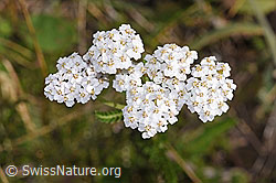 Achillea millefolium (F253177)