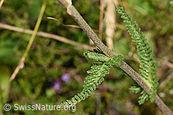 Achillea millefolium (F253179)