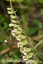 Teucrium scorodonia (F253185)