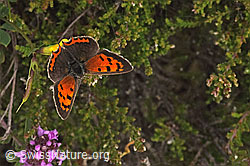 Lycaena phlaeas on Lotus corniculatus (F253186) Lycaena phlaeas on Lotus corniculatus (F253186)