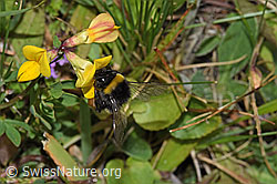 Bombus lucorum auf Gewöhnlichem Hornklee (Lotus corniculatus) (F253188) Bombus lucorum auf Gewöhnlichem Hornklee (Lotus corniculatus) (F253188)