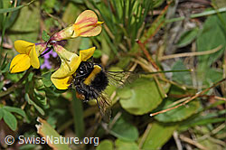Bombus lucorum on Lotus corniculatus (F253189) Bombus lucorum on Lotus corniculatus (F253189)