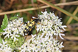 Wilde Möhre (Daucus carota ssp. carota)
