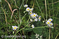 Erigeron annuus (F253211)
