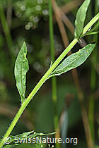 Erigeron annuus (F253212)