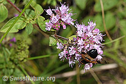 Volucella pellucens on Origanum vulgare (F253214)