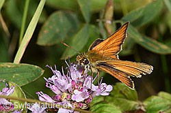 Thymelicus sylvestris on Origanum vulgare (F253216)